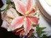 fresie ,alstromeria 027c.jpg